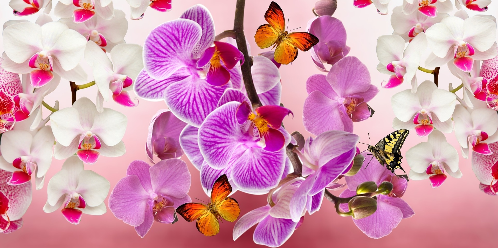 Imagem de O que fazer para as orquídeas florir?
