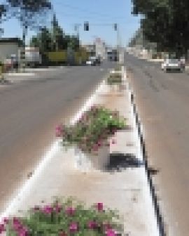 Imagem de Paisagismo é concluído no canteiro central da Avenida Pauzanes