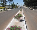 Imagem de Paisagismo é concluído no canteiro central da Avenida Pauzanes