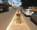 Imagem de Paisagismo dá nova vida ao canteiro da Avenida Pauzanes