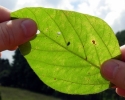 Imagem de Rio Verde sedia Simpósio de Resistência a Produtos Fitossanitários