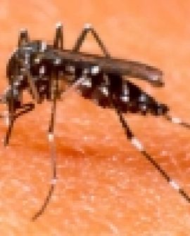 Imagem de Dengue ainda é preocupante em Goiás