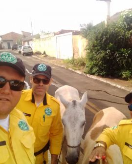 Imagem de Agentes de trânsito atendem ocorrência de animais soltos na rua