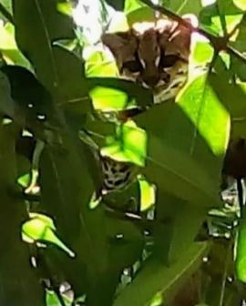 Imagem de Jaguatirica é encontrada em quintal de casa em Quirinópolis