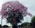 Imagem de Mais seis patrimônios culturais tombados