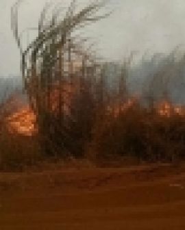 Imagem de Empresa é condenada a indenizar por incêndio em pastagens