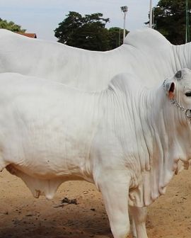 Imagem de Iporá recebe exposição oficial do Ranking Nacional Nelore