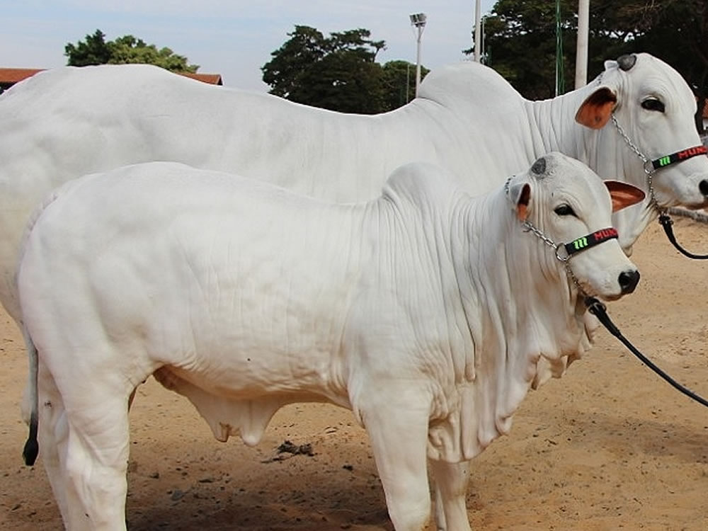 Imagem de Iporá recebe exposição oficial do Ranking Nacional Nelore