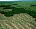 Imagem de Regularização ambiental precisa ser prioridade, diz consultora de agronegócio