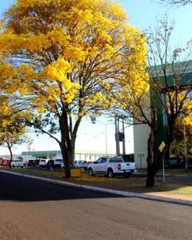 Imagem de Colorido da florada dos ipês encanta quem passa pela avenida da UniRV