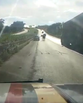 Imagem de Animais soltos na rodovia põem em risco a segurança de viajantes na BR-060