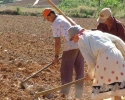 Imagem de Dia do Agricultor - 28 de julho