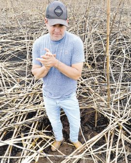 Imagem de Fogo deixa rastro de perdas para produtores em Goiás