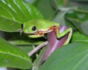 Imagem de Exposição traz imagens do cerrado