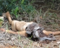 Imagem de Mulher morta a pauladas no Monte Sião