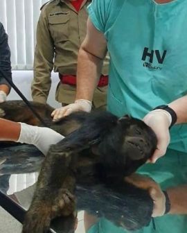 Imagem de Macaco guariba é atropelado na GO-174 em Rio Verde