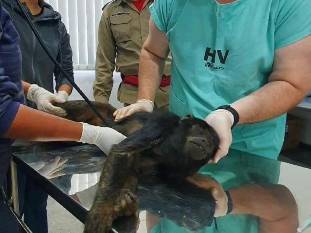 Imagem de Macaco guariba é atropelado na GO-174 em Rio Verde