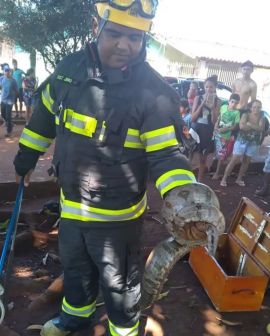 Imagem de Bombeiros capturam jiboia de 2 metros em de Santa Helena de Goiás