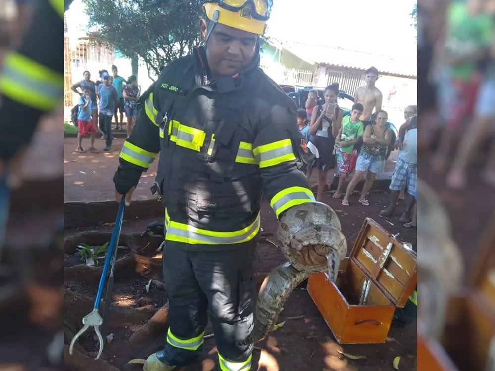 Imagem de Bombeiros capturam jiboia de 2 metros em de Santa Helena de Goiás