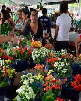 Imagem de Rio Verde recebe um dos festivais de flores mais charmosos do país