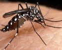 Imagem de Verão exige cuidados com a dengue