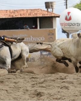 Imagem de Vaquejada é considerada prática esportiva em Goiás