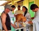 Imagem de Medicina Veterinária realizou 'Clínica Veterinária Itinerante'