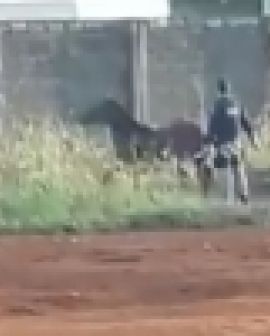 Imagem de Cavalos são sacrificados por policiais rodoviários federais em Rio Verde