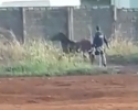 Imagem de Cavalos são sacrificados por policiais rodoviários federais em Rio Verde