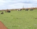 Imagem de Bandidos roubam gado e vendem carne clandestina em Rio Verde