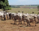 Imagem de GEPATRI de Rio Verde recupera gado roubado