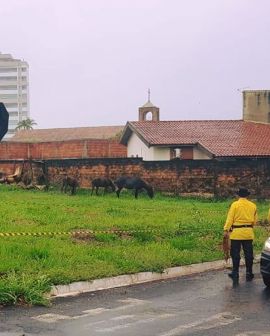 Imagem de Agentes da AMT fazem contenção de cavalos