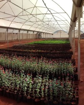 Imagem de Prefeitura de Rio Verde constrói nova estufa com plantas ornamentais