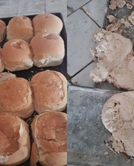 Imagem de Operação fecha fábrica de pães que tinha ratos e baratas nos alimentos