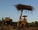 Imagem de Cana-de-açúcar avança em Goiás