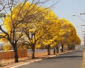 Imagem de Florada dos Ipês encanta Rio Verde