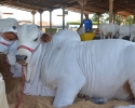 Imagem de Animais começam a chegar ao Parque de Exposições