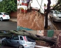 Imagem de Chuva forte derruba árvores e causa prejuízos