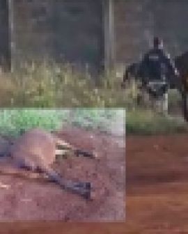 Imagem de Polícia Civil irá investigar morte de cavalos