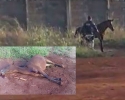 Imagem de Polícia Civil irá investigar morte de cavalos