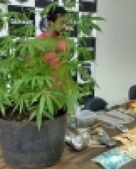 Imagem de Polícia prende homem que cultivava pé de maconha