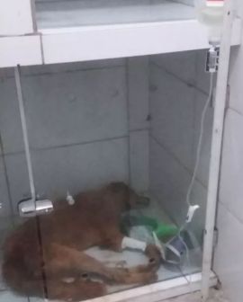 Imagem de Cão arrastado por moto tem pouca chance de sobreviver, diz veterinário