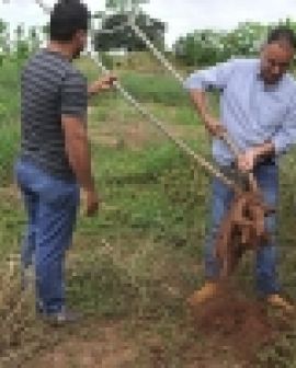 Imagem de Pequenos produtores recebem apoio da Prefeitura