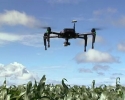 Imagem de Drone que monitora plantas daninhas promete economia para o produtor