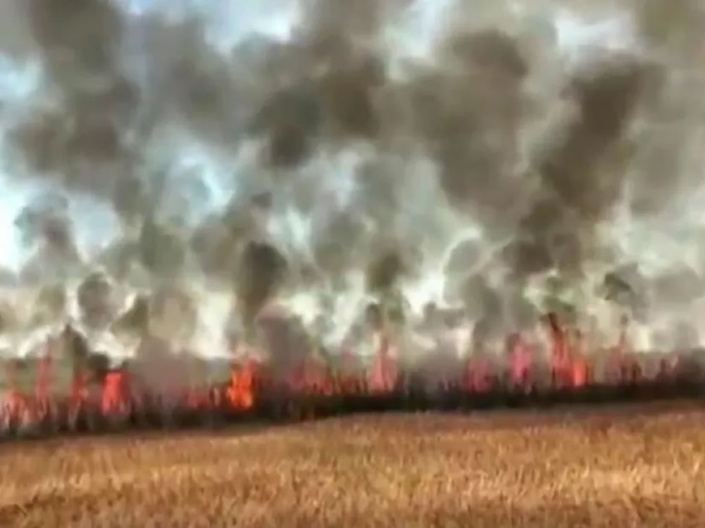 Imagem de Incêndio destrói cerca de 30 hectares de plantação de cana-de-açúcar, em Rio Verde