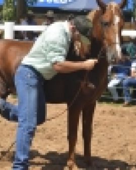 Imagem de Doma racional exige técnica e paciência, afirma veterinário