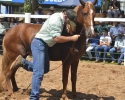 Imagem de Doma racional exige técnica e paciência, afirma veterinário