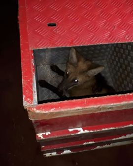 Imagem de Lobo-guará é resgatado em área urbana de Rio Verde